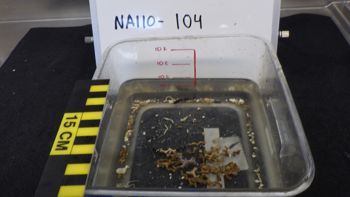Media type: image;   Invertebrate Zoology 153333 Description: Live specimen.;